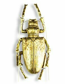 Medium Hanging Beetle in Gold