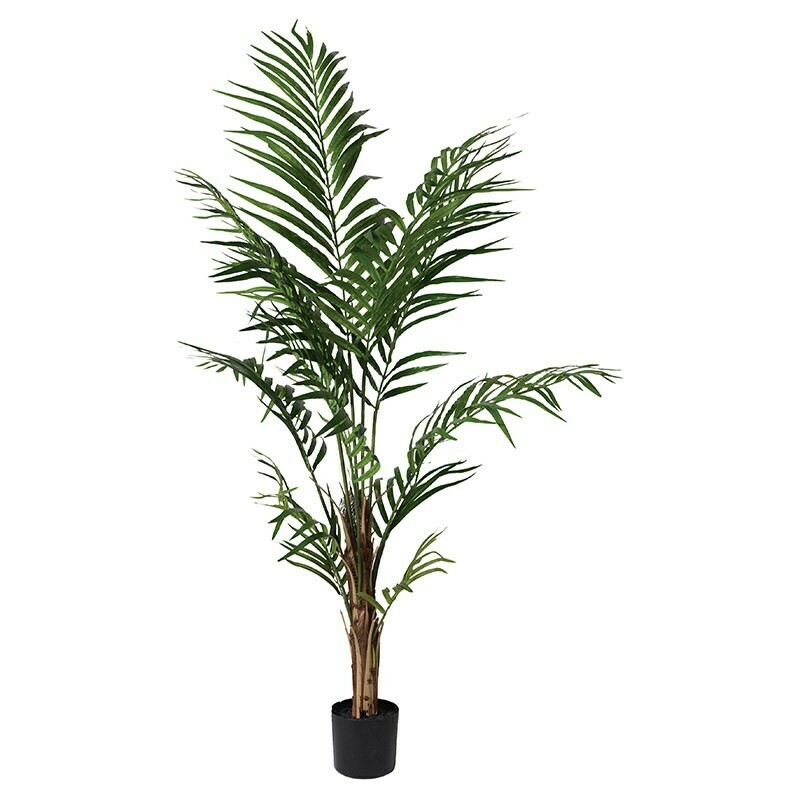 ​Green Areca Palm in Black Plastic Pot