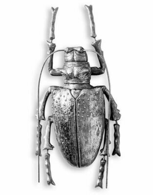 Large Silver Beetle