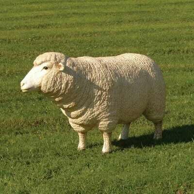 Life Size Merino Sheep