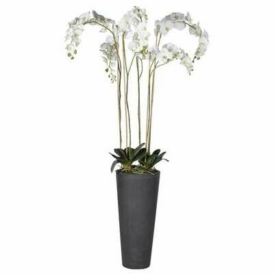 White Orchid Phalaenopsis Large Plants in Dark Grey Tall Planter