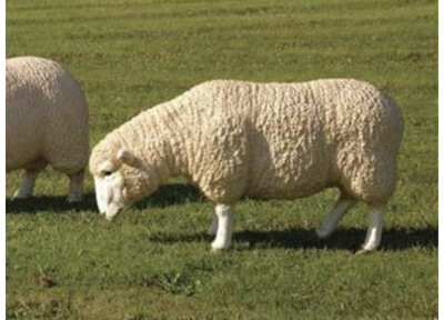 Life Size Merino Sheep Grazing 