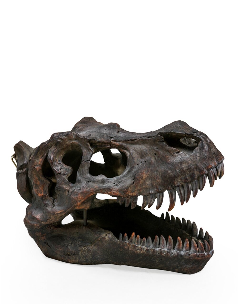 T-Rex Skull Table Decor