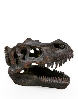 Large T Rex Skull Wall Head