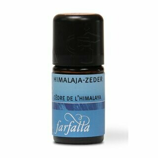 Himalaja-Zeder Wildsammlung