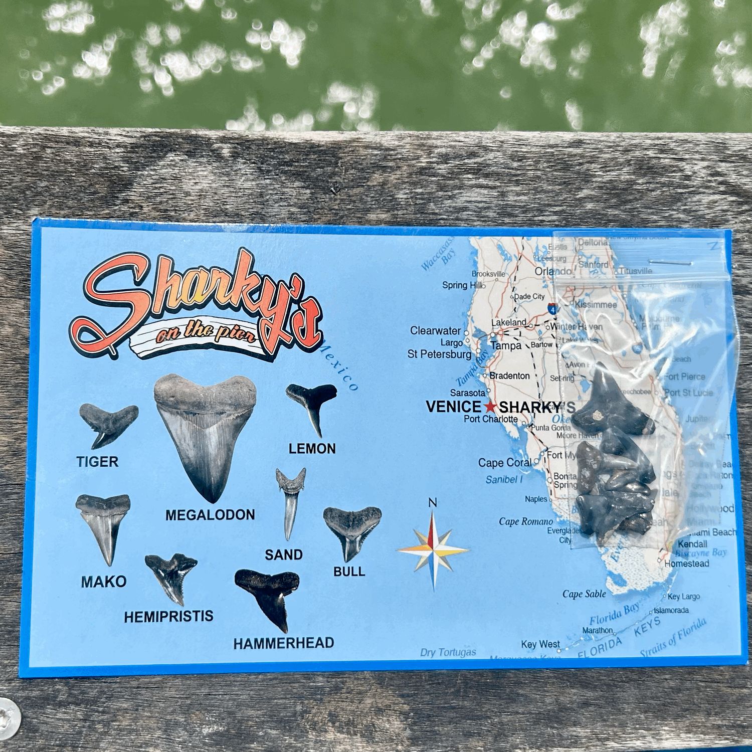 Shark Teeth Fossil Card