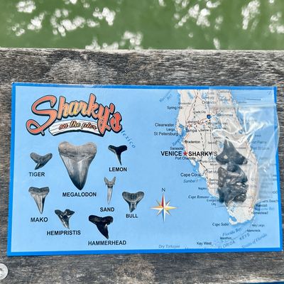 Shark Teeth Fossil Card