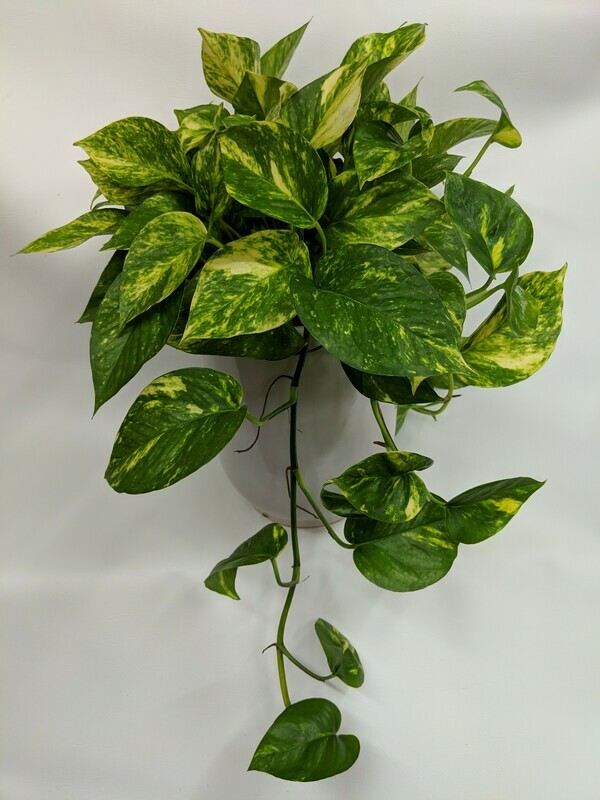 Pothos Plant In Ceramic Pot