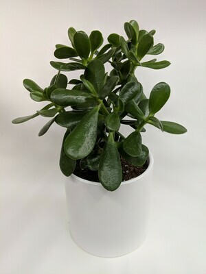 Lucky Jade Plant In Ceramic Pot