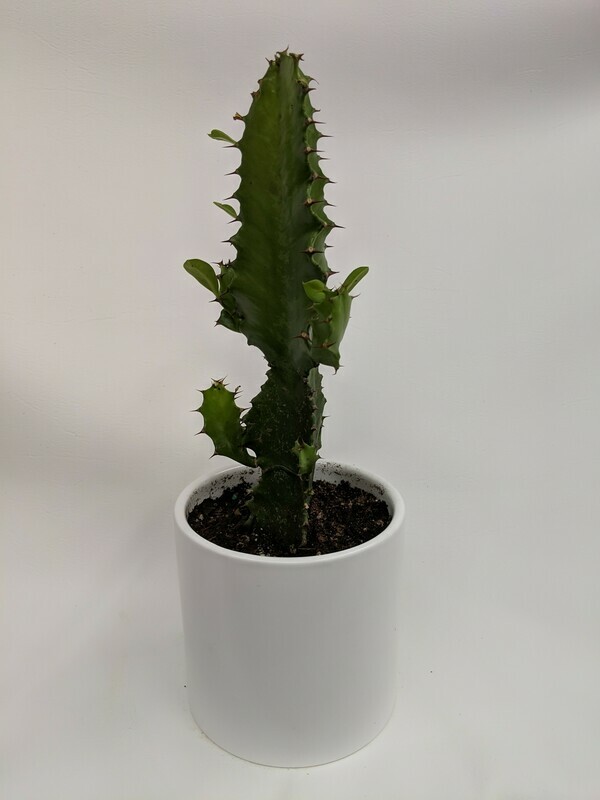 Cactus Plant In Ceramic Pot