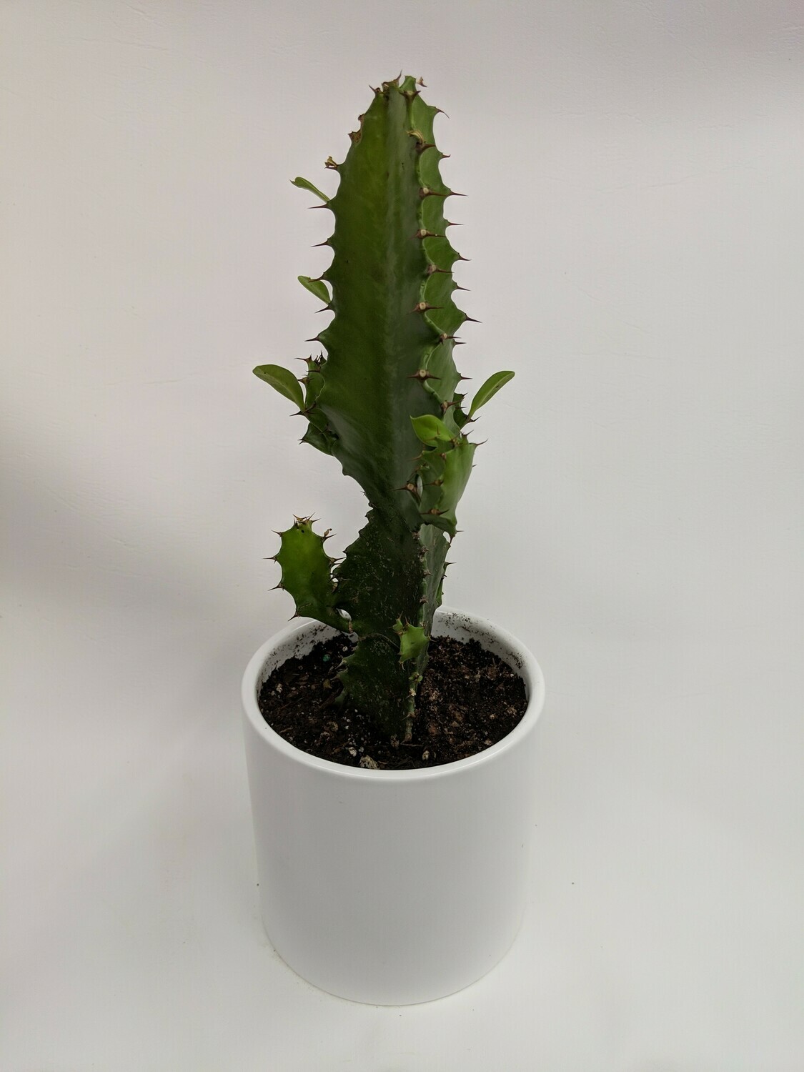 Cactus Plant In Ceramic Pot