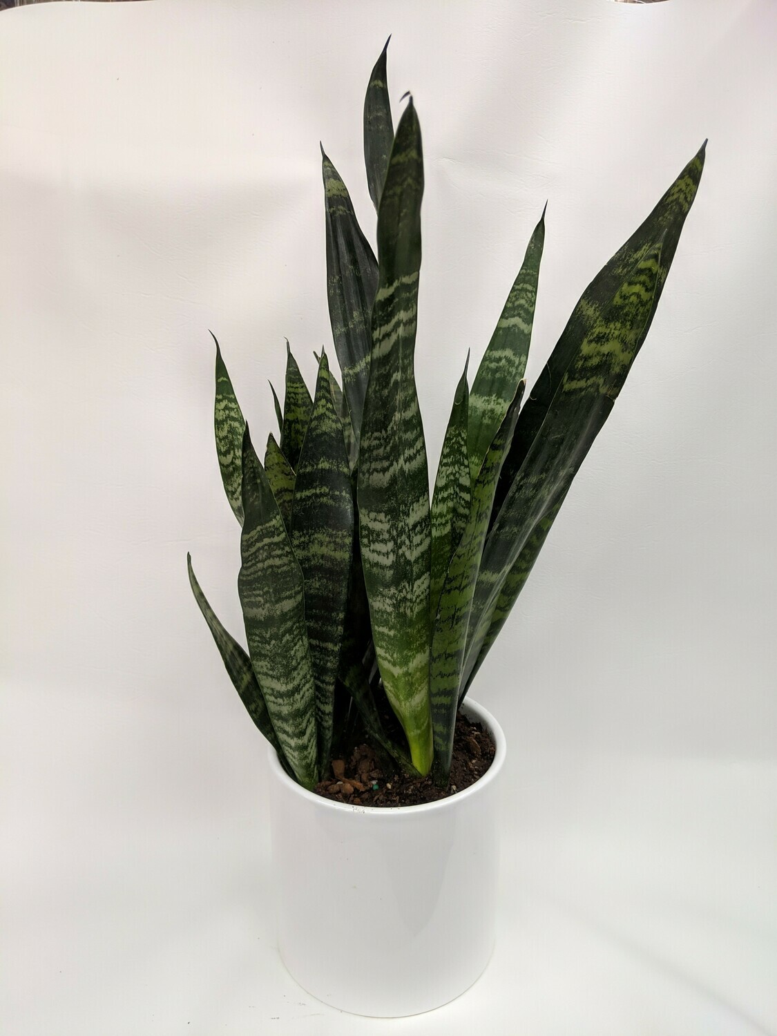 Snake Plant In Ceramic Pot (Medium)