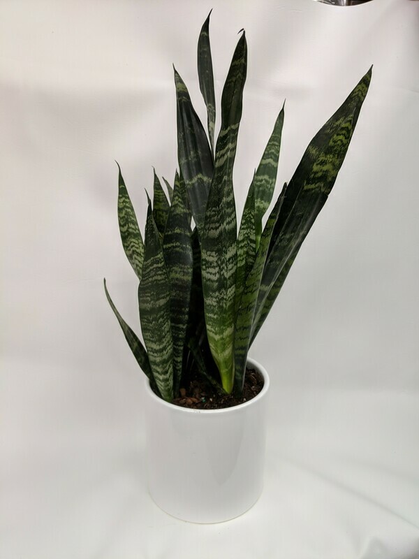 Snake Plant In Ceramic Pot (Medium)