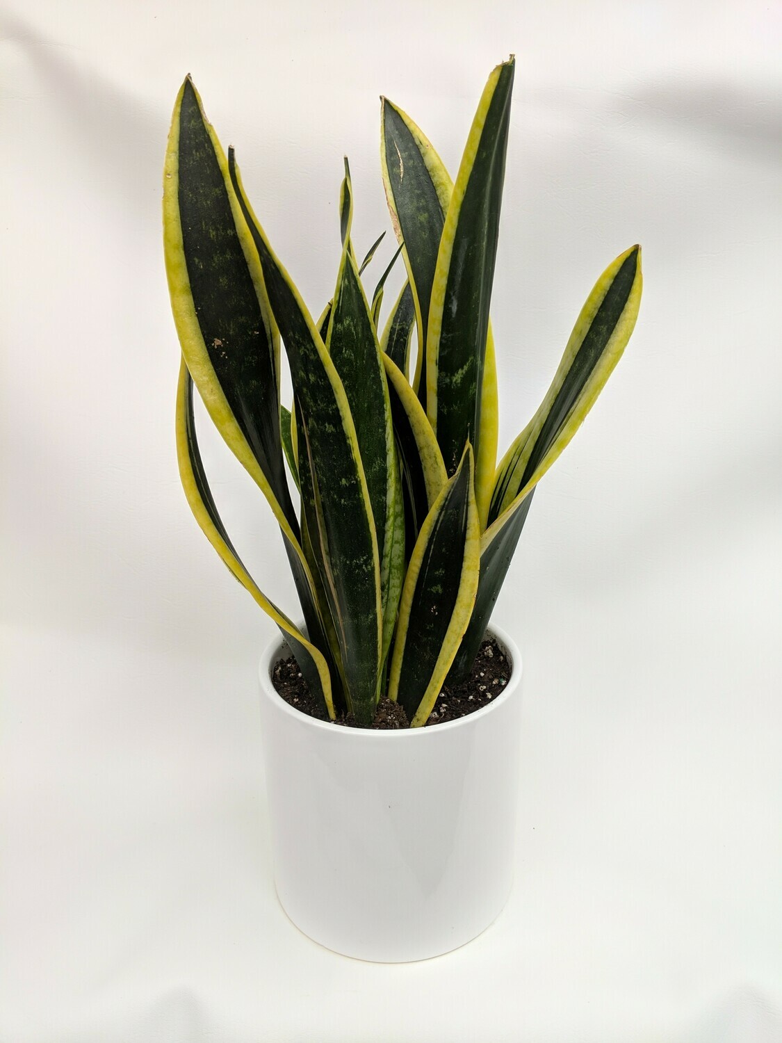 Variegated Snake Plant In Ceramic Pot (Medium)