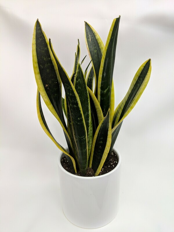 Variegated Snake Plant In Ceramic Pot (Medium)