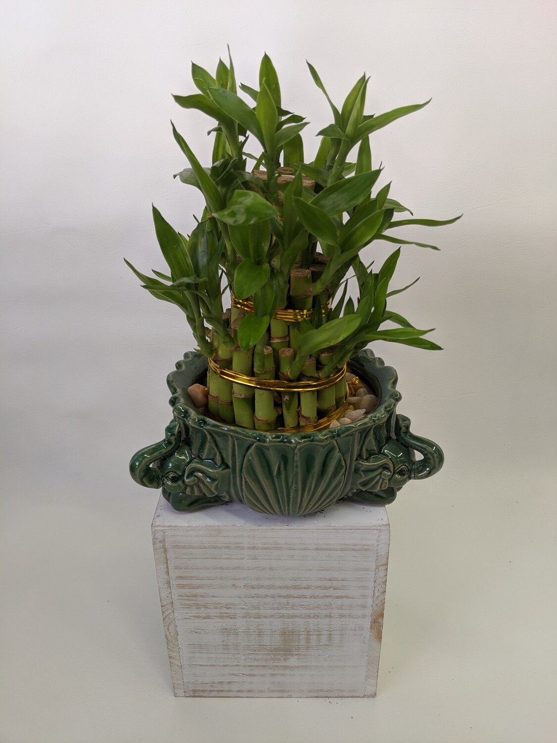 Triple Lucky Bamboo Plant Triple Lucky Bamboo Plant