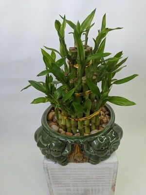 Triple Lucky Bamboo Plant