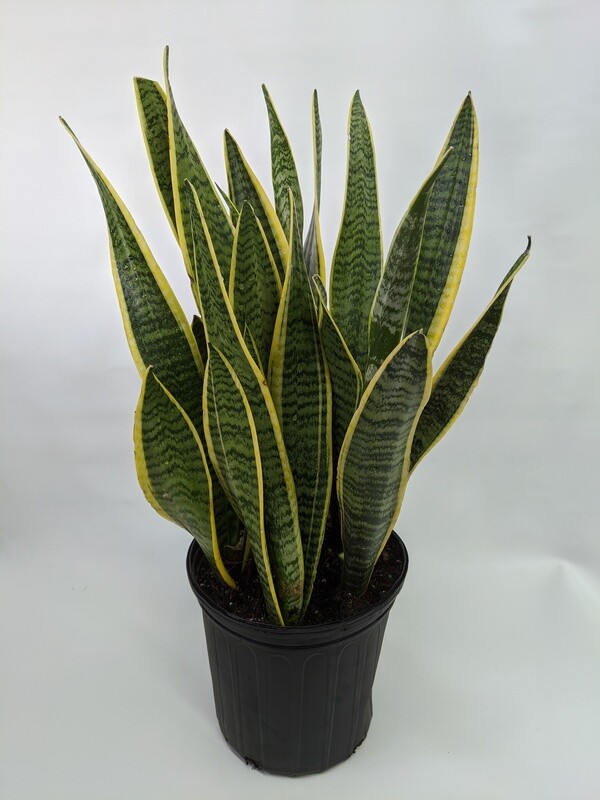 Variegated Snake Plant 10 Inch Pot