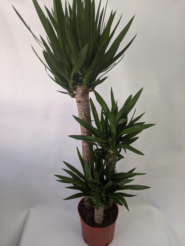 Yucca Plant (Large) 10 Inch Pot