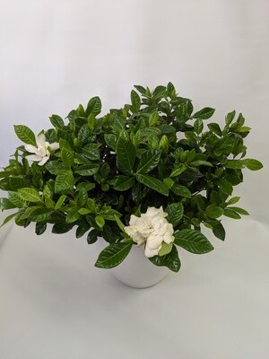 Flowering Gardenia In Ceramic Pot