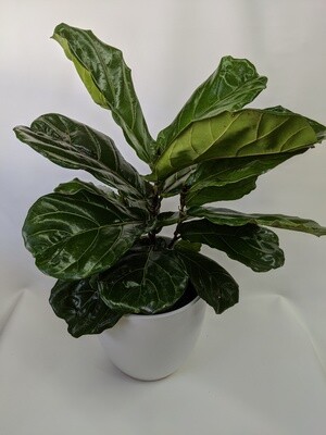 Fiddle leaf Fig Bush Plant In Ceramic Pot(Large)