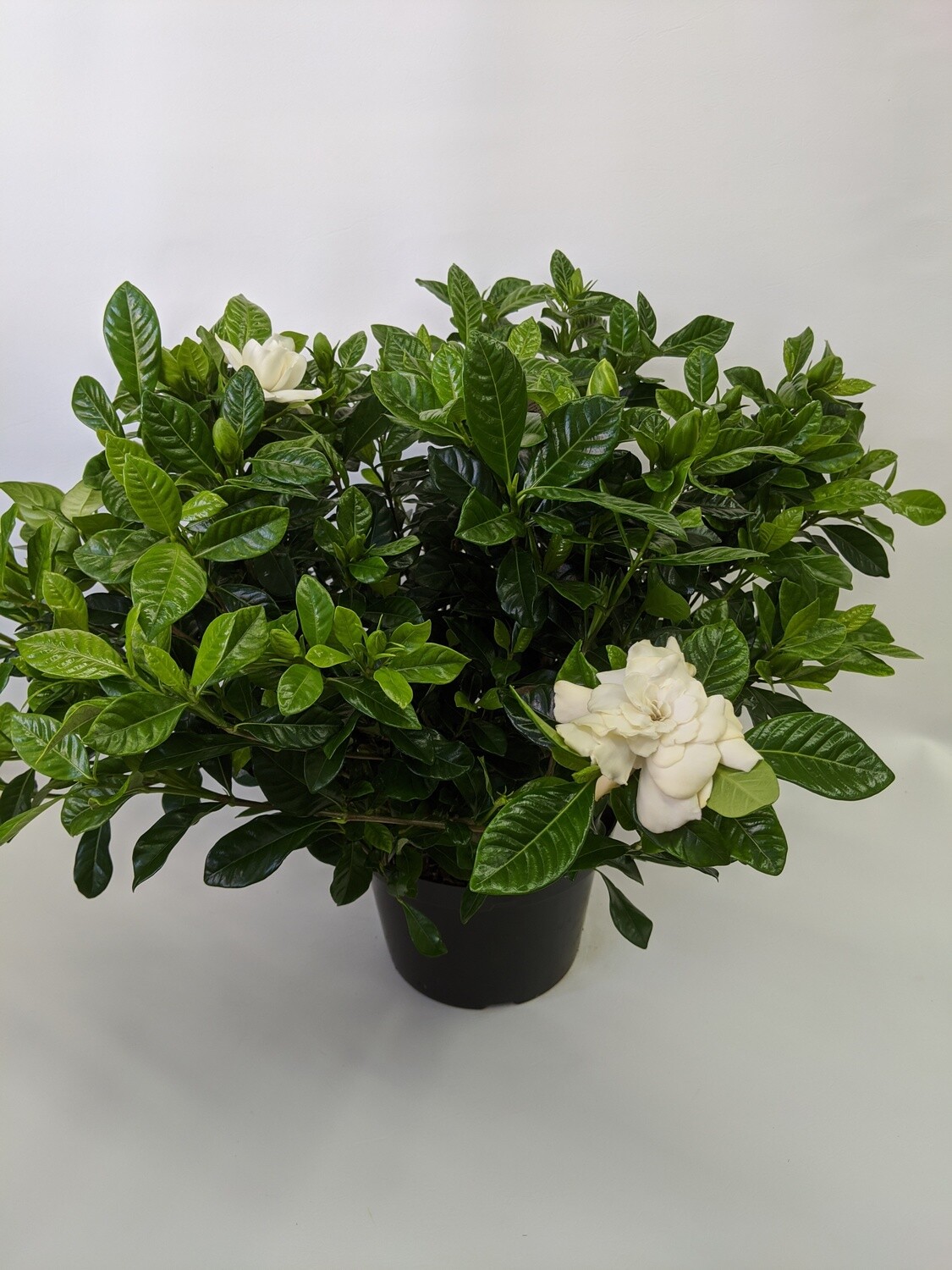 Flowering Gardenia Plant (Large)