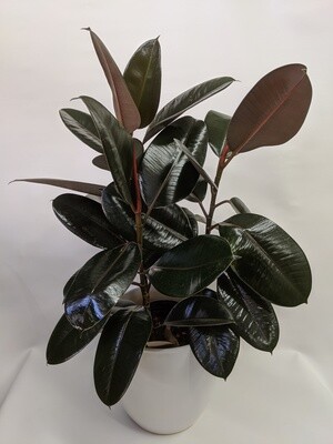 Rubber Plant In 12 Inch Ceramic Pot (Large)