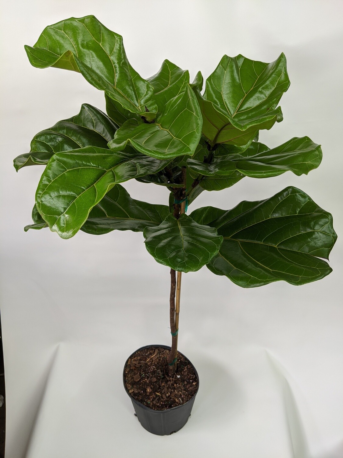 Fiddle leaf Fig Tree Plant (Large) 10 Inch Planter