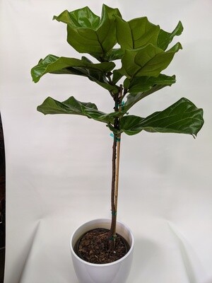 Fiddle leaf Fig Tree Plant In Ceramic Pot(Large)