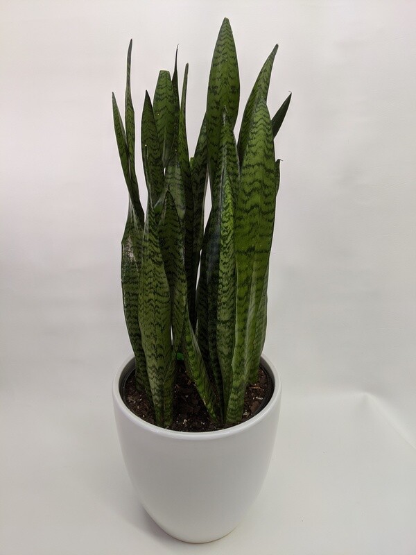 Snake Plant In Ceramic Pot  (Large)