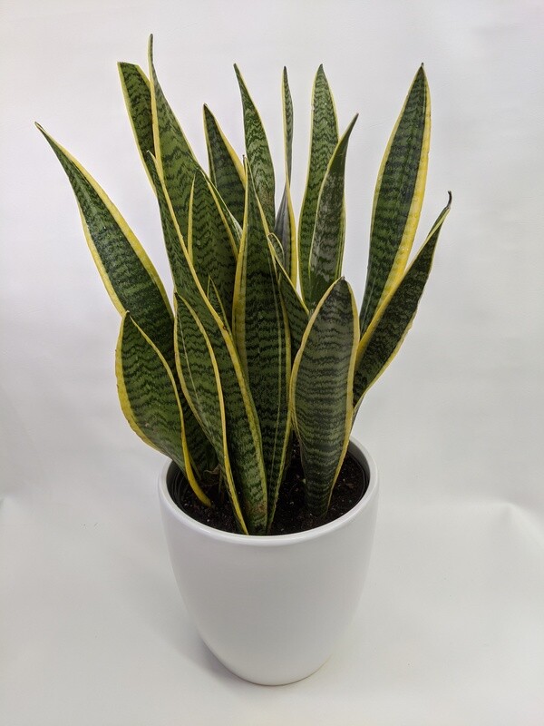 Variegated Snake Plant In Ceramic Pot (Large)