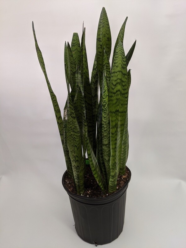 Snake Plant (Large) 10 Inch Pot