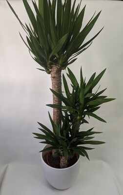 Yucca Plant (Large) In Ceramic Pot