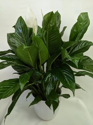 Flowering Peace Lily Plant In 12 Inch Ceramic Pot (Large)