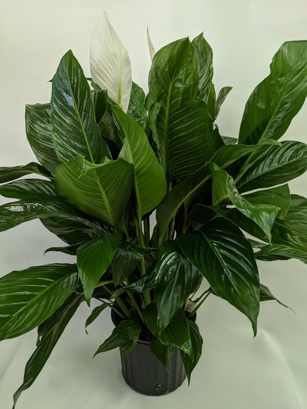 Flowering Peace Lily Plant (Large) 10 Inch Planter
