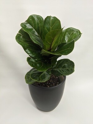 Fiddle leaf Fig Bush Plant In Ceramic Pot