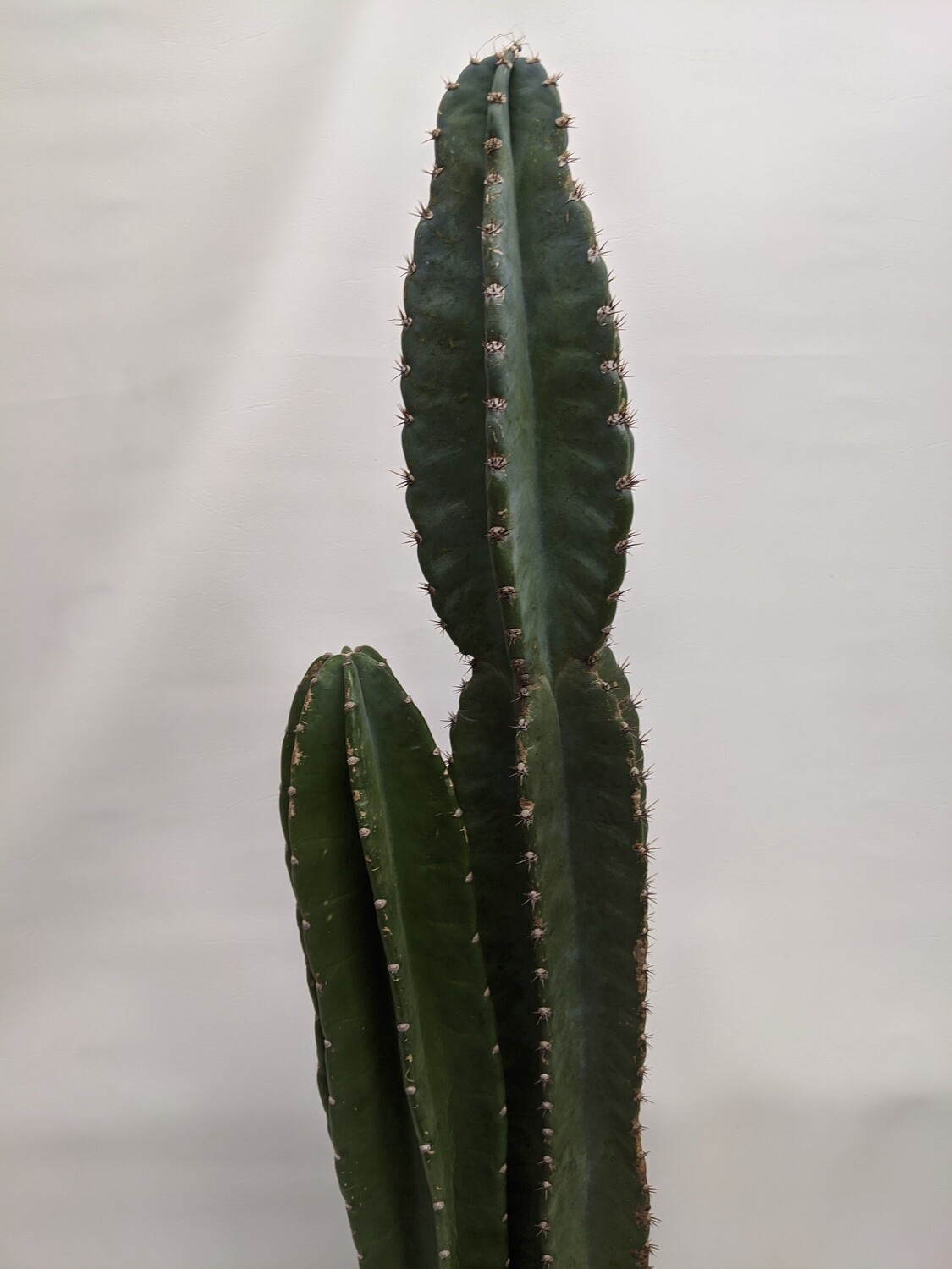 Peruvian Cactus In 10 Inch Planter Pot