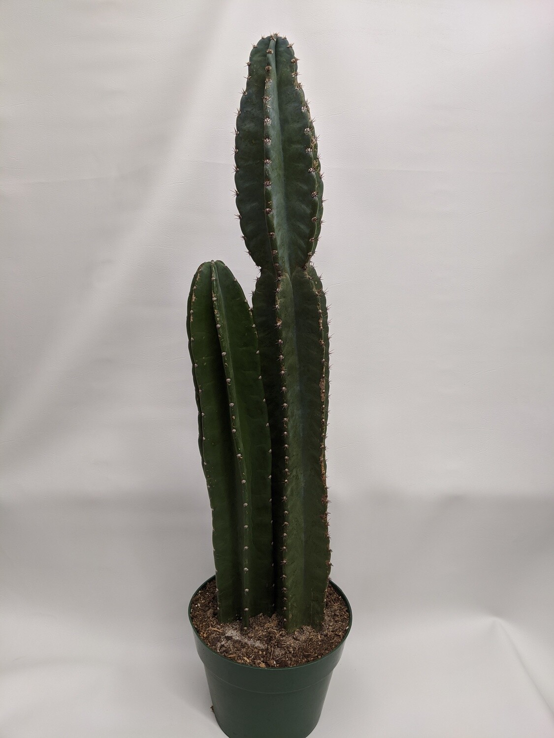 Peruvian Cactus In 10 Inch Planter Pot