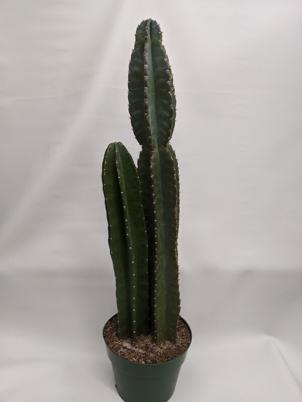 Peruvian Cactus In 10 Inch Planter Pot