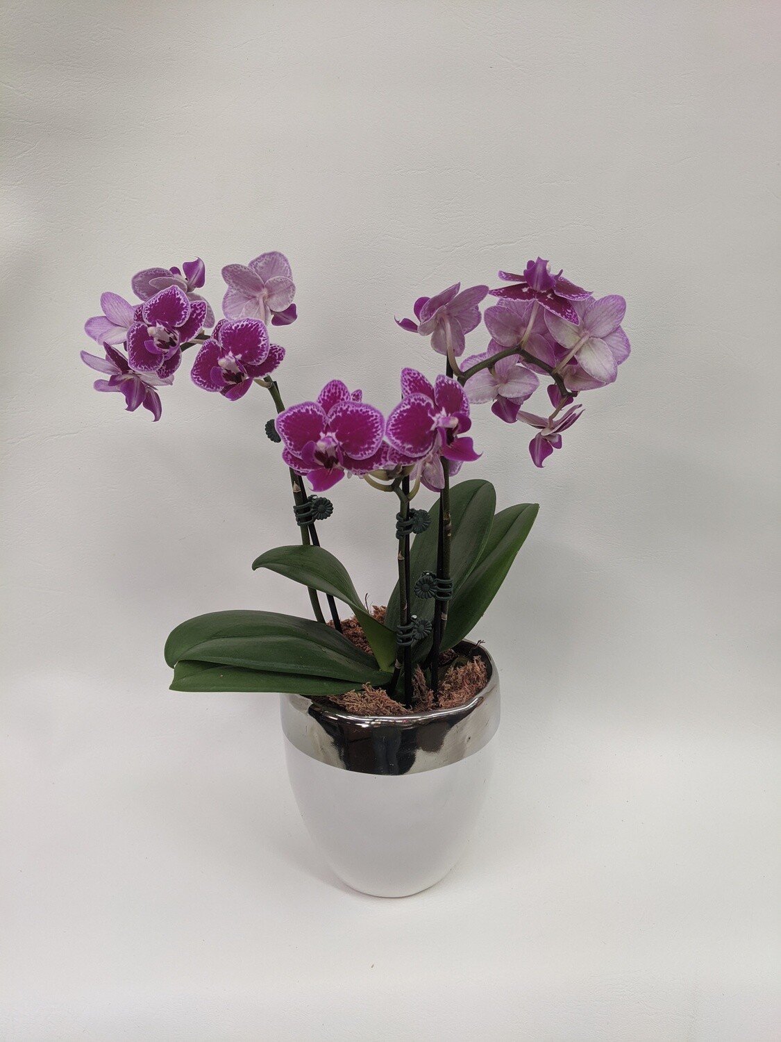 Mini Orchid In Ceramic Pot
