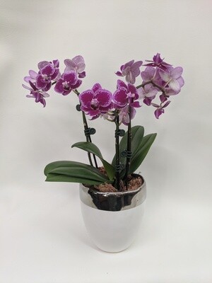 Mini Orchid In Ceramic Pot
