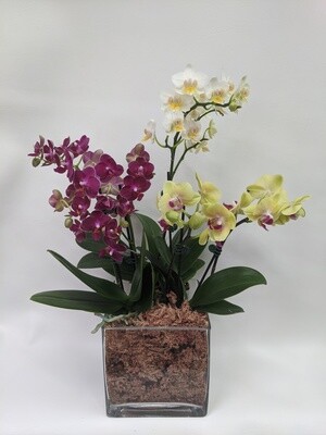 Mini Orchids In Square Vase
