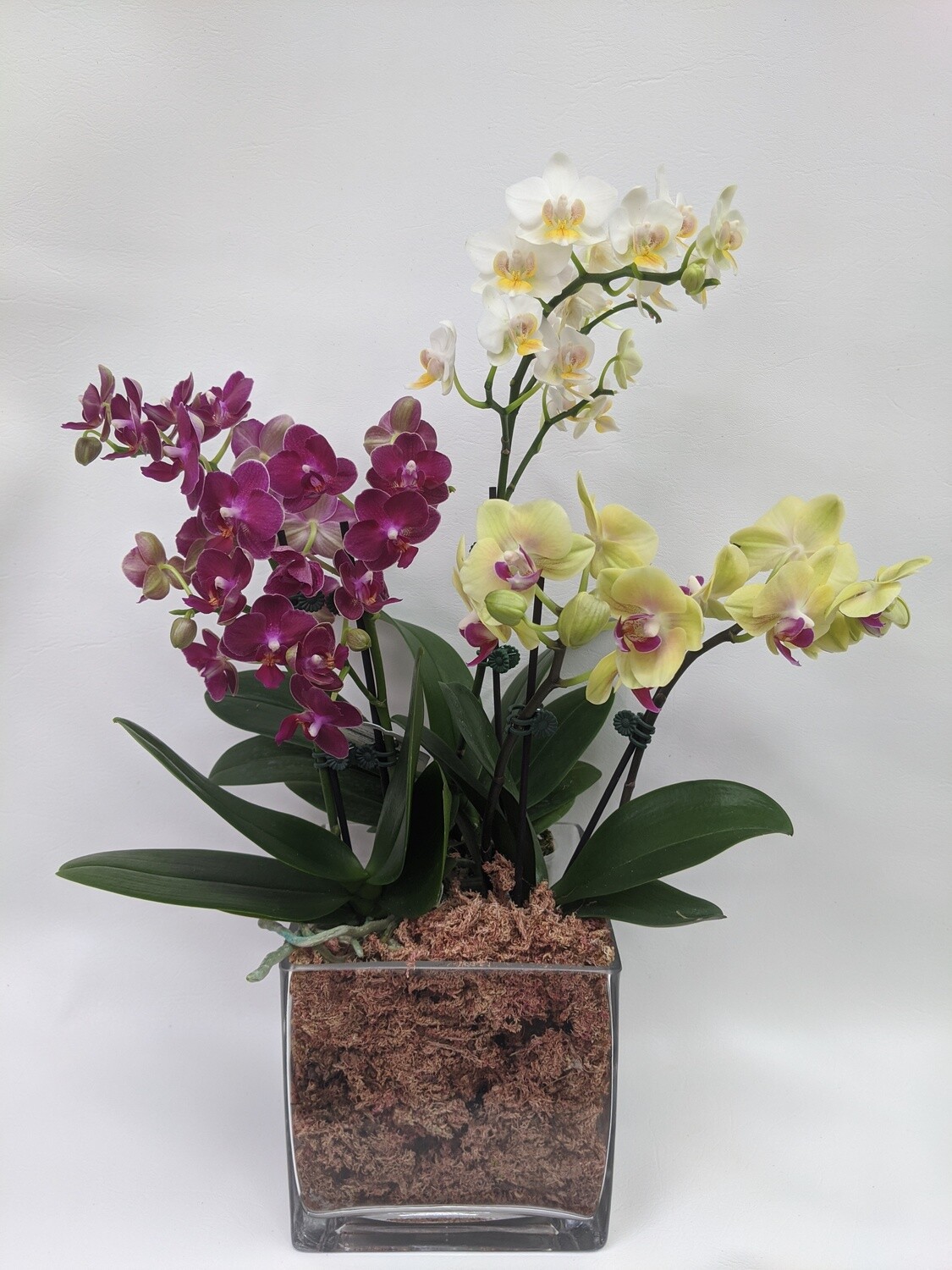 Mini Orchids In Square Vase Mini Orchids In Square Vase