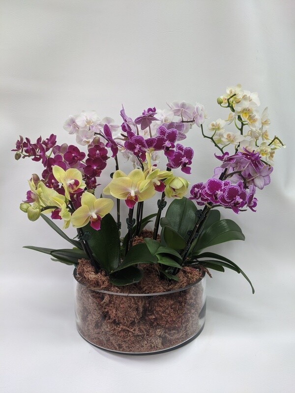 Exquisite Orchid Centerpiece