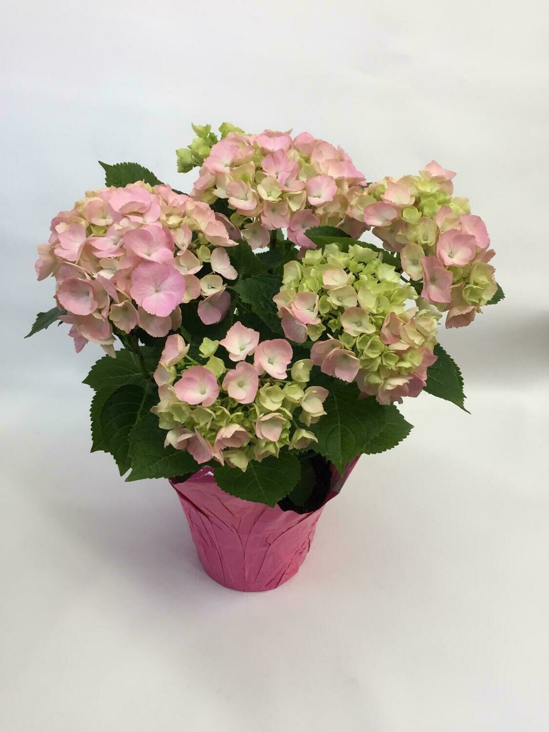 Large Hydrangea Plant