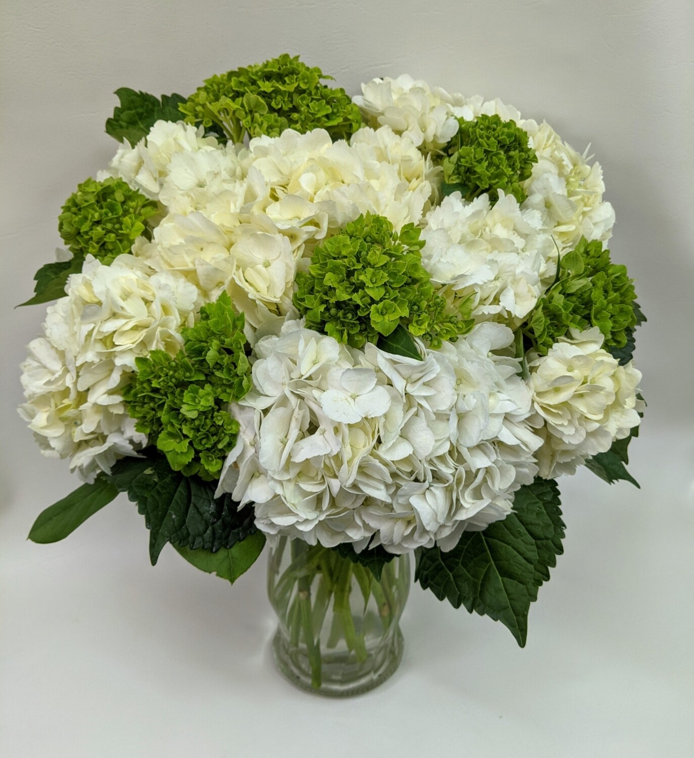 Hydrangea Chic