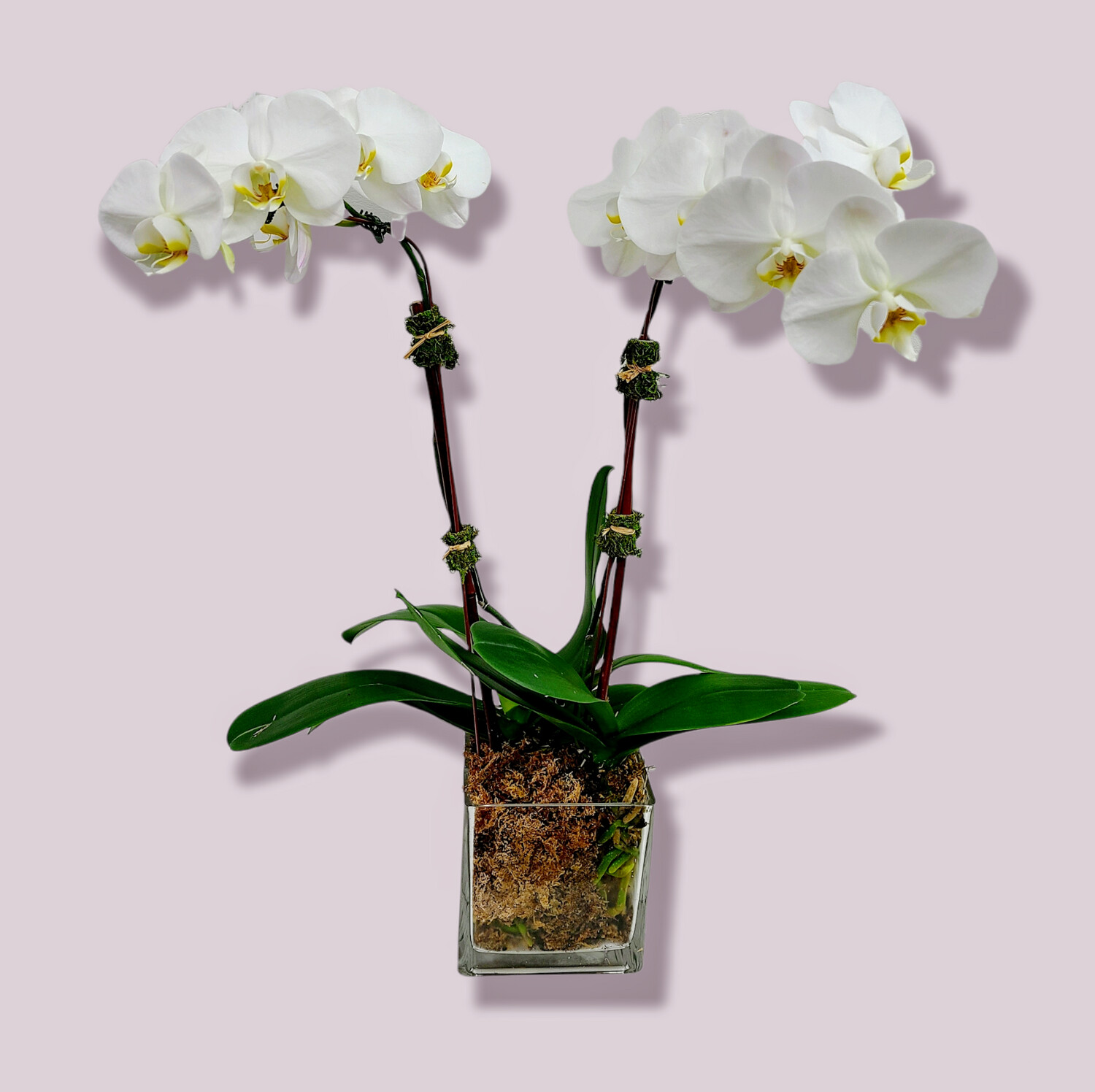 Double Orchid Plant