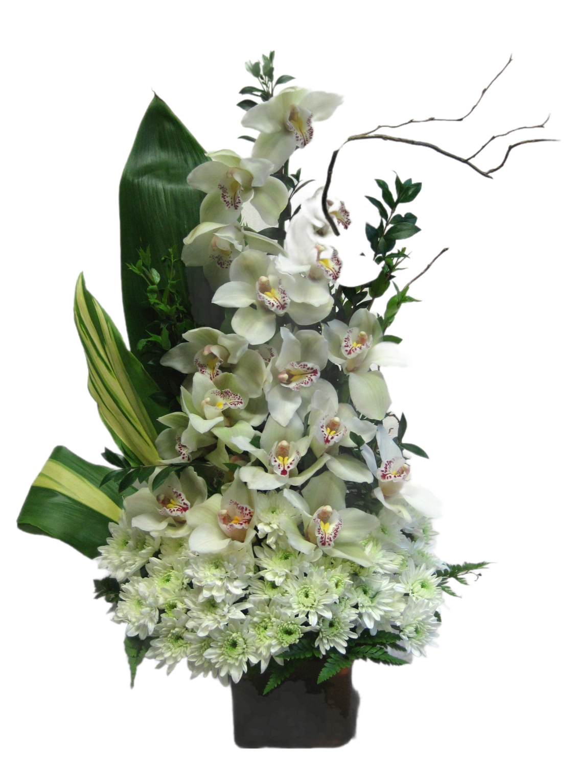 Long Lasting Orchids and Mums