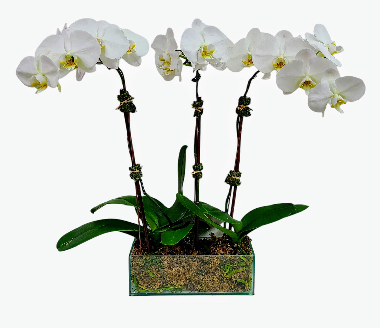 Nelly's Exquisite Orchids