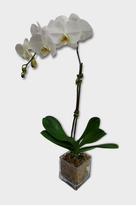Premium Classic Orchid Plant
